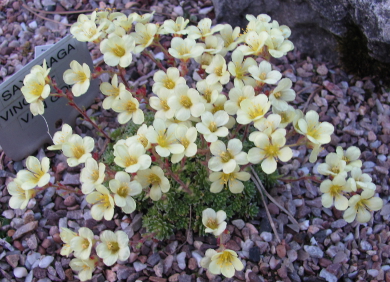 Saxifraga 'Vincent van Gogh' (x borisii) 